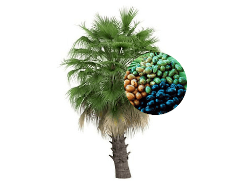 Prostamin Forte conține fructe de palmier